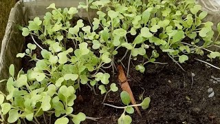 BEST WAY OF GROWING PETSAY PECHAY OR BOK CHOY FROM SEEDS [upl. by Shetrit]