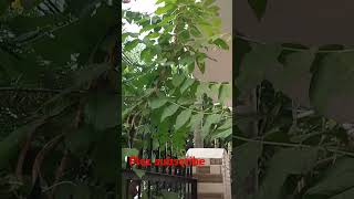 लगाये  Top Permanent Vine Plant shorts ytshorts gadeninggardening [upl. by Nywnorb630]