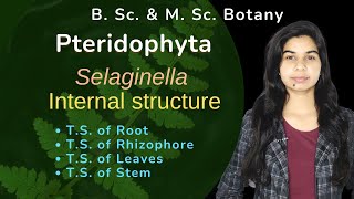 Pteridophyta  Selaginella  Internal structure  Botany  B Sc amp M Sc [upl. by Ahsekan]