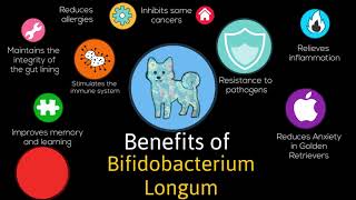 Bifidobacterium longum 1999 B longum benefits as an antianxiety in dogs [upl. by Moon]