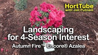 Gardening For Year Round Interest  Autumn Fire™ Encore® Azaleas [upl. by Nyluqcaj]