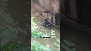 Harambe ONE DECISION SPARKS DEBATE viralvideo gorillatag [upl. by Ynagoham]