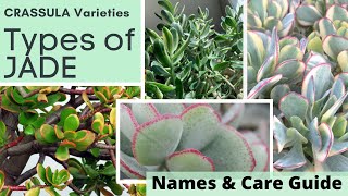 Types of JADE PLANT Identification CRASSULA Varieties  Names and Care Guide with MOODY BLOOMS [upl. by Ennazus]