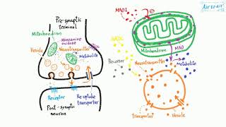 monoamine oxidase [upl. by Anoel209]