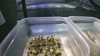 Seed Germination Testing  Timelapse of Caragana Caragana arborescens  TreeTimeca [upl. by Enak]