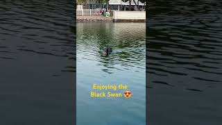 AMAZING BLACK SWAN ENJOYING swan swanlake hongkong fairviewpark shortviral viral [upl. by Nirred]