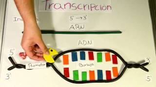 Transcripción del ADN Maduracion ARNm accion inhibidores de transcripcion [upl. by Hayikat]