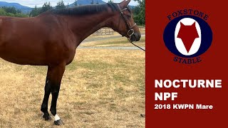 NOCTURNE NPF  2018 KWPN mare  Quality Hunter Prospect [upl. by Hugo]