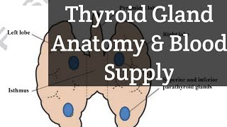 Thyroid gland Anatomy and Arterial Supply made easier [upl. by Alik]