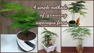 4 simple methods of growing asparagus ferns [upl. by Ehcrop]