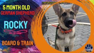 5mo German Shepherd Rocky  Best Philadelphia Dog Trainers  Off Leash K9 Training Philadelphia [upl. by Bish]