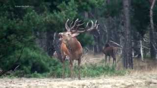 Burlende edelherten veluwe 06092014 [upl. by Bergwall]