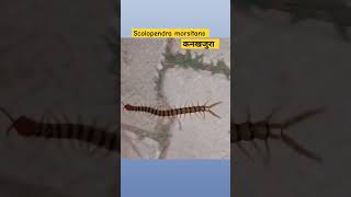 scolopendra morsitans  कनखजुरा  towardthenature  shorts [upl. by Willey]