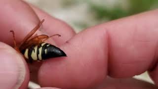 Male Bees Wasps Ants and Hornets Cannot Sting You [upl. by Towney]