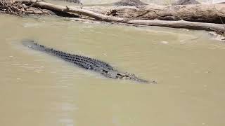 Estuarine Crocodile crossing the causeway at Cahills Crossing [upl. by Leonidas]