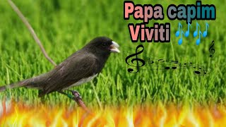 Papa capim Viviti melodia 5 horas de treinamento 🐦 [upl. by Ocram958]