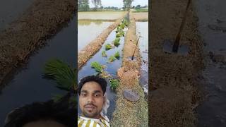 Belan dalne ka Tarika fishing farming fish agriculture farmer funny shorts ytshorts funny [upl. by Alamaj]