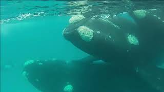 Peales Dolphins amp Right Whales [upl. by Nilatak716]