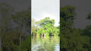 Flooding forest at Tonle Sap [upl. by Delila641]