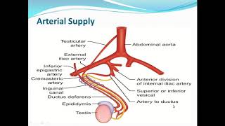 DUCTUS DEFERENS amp SEMINAL VESICLES [upl. by Itisahc]