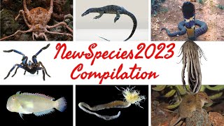 New Species Discovered in 2023 17 Amazing and Bizarre Animals Insects and Zombie Fungi [upl. by Hatcher]