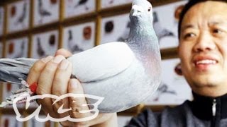 Chinas Millionaire Pigeon Racers Part 33 [upl. by Paik798]