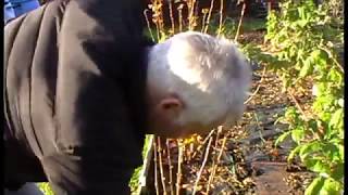 How I prune my Gooseberry bushes [upl. by Adnerad]