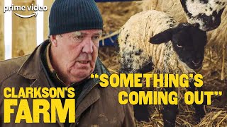 Jeremy Clarkson is Disgusted and Amazed at Sheep Birth  Clarksons Farm  The Grand Tour [upl. by Acus]