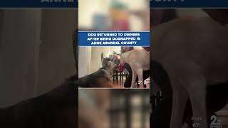 Dog returned to owners after being dognapped news shortvideo update shorts [upl. by Eidnew]