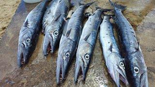 Spearfishing hunt Massive Catch Lots Of Barracudas Big up bossspearfishingja [upl. by Hareemas]