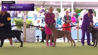 Cane Corsos  Breed Judging 2024 [upl. by Zweig]