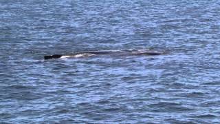 Whales singing right next to the boat [upl. by Eseilanna954]