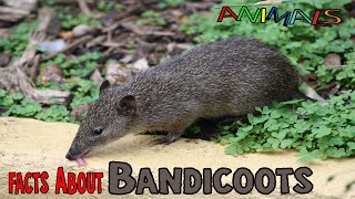 Facts about Bandicoots  educational videos  general knowledge video  animal Facts videos [upl. by Izawa]