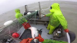 Bristol Bay Gillnetting Fv K4 2018 [upl. by Saqaw755]