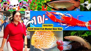 Galiff Street New video 18022024  Recent Aquarium Fish Price Update  Galiff street Fish Market [upl. by Kirbie263]