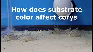 How does substrate color affect corys  cw111 [upl. by Oloap917]