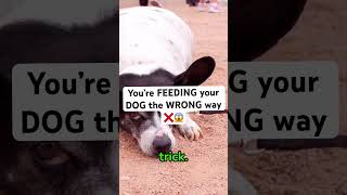 You’re FEEDING your DOG the WRONG way ❌😱 dogfood orijen yourdog doghealth [upl. by Alroy]