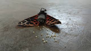 Butterfly laying eggs [upl. by Akamahs]