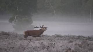 Edelhert bronstijd  Burlende herten op Heide  Op de Veluwe movie [upl. by Eelhsa]