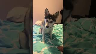 Sapphie the pomsky POV your puppy becomes a dog [upl. by Angelia730]