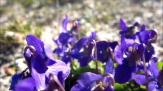 Sweet Violet Viola odorata  20140326  20140320 [upl. by Fogarty]