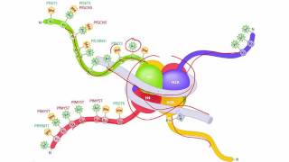 Molecular Biology Basics Lesson 6  Chromatin remodeling [upl. by Edelstein]