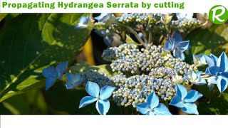 Succeeding in propagating Hydrangea Serrata [upl. by Kucik334]