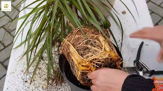 Repotting dracaena marginata dragon tree plant [upl. by Marcelia]