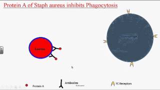 Bacterial Pathogenesis [upl. by Fairbanks]