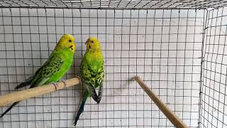 Opaline Mutation in Green Series Budgies [upl. by Yrkcaz]