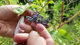 Elderberry Identification And Harvest 1 [upl. by Kathe]