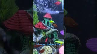 Aquarium Life aquarium waterlife [upl. by Wengert]