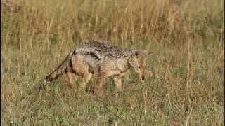 Sidestriped Jackal at Sabi Sabi [upl. by Zigmund]