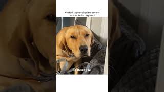 Hilarious Guilty Dog Gets Caught Stealing Food [upl. by Aicilanna]